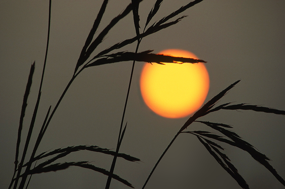 Big Bluestem grasses and sun in fog  II.jpg