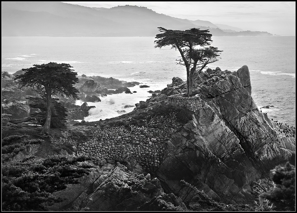 Big Sur - Lone Cypress.jpg