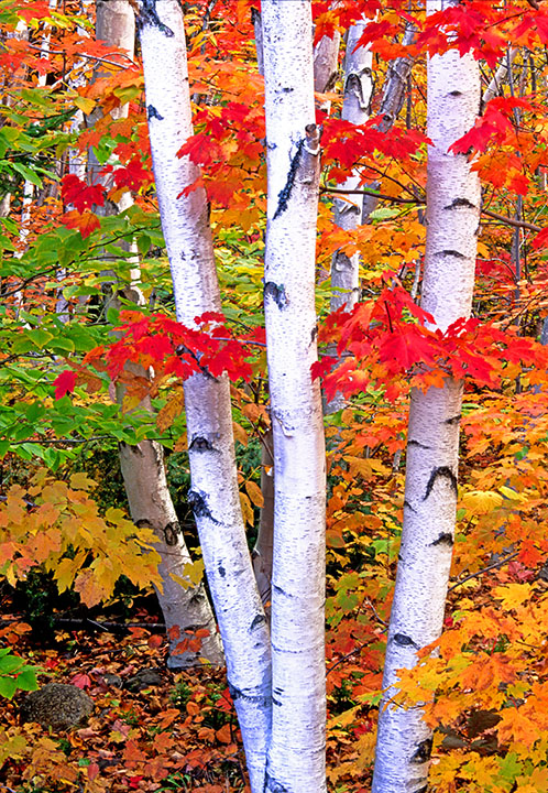 birch and maples I.jpg