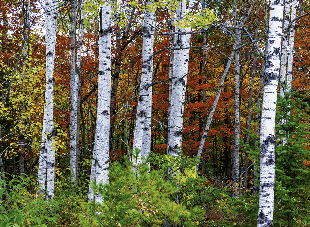 Birches and Sugar Maples, Peninsula State Prk, Door County, Wi.jpg