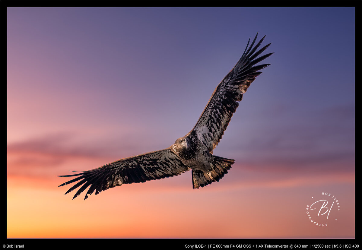 Birds 032021-122-Edit-Edit-Edit.jpg
