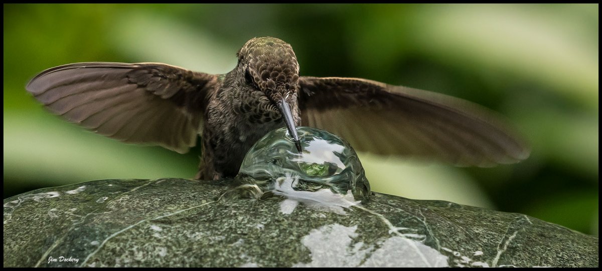 Birds-8.19.18-(1).jpg