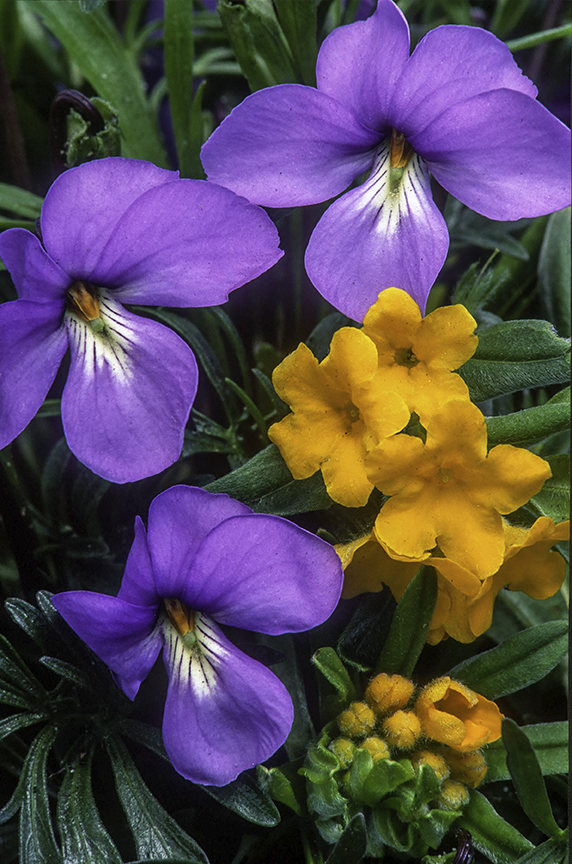 Birdsfoot Violets and Hoary Pucoon.jpg