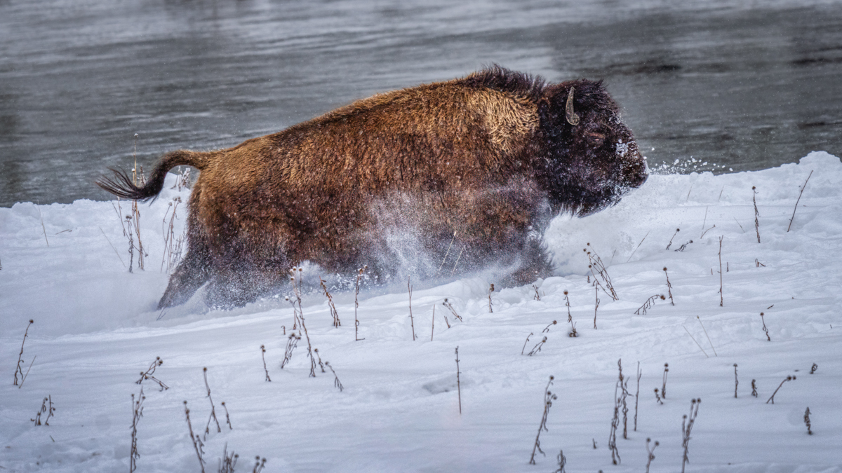 Agitated Bison Cow | Focal World