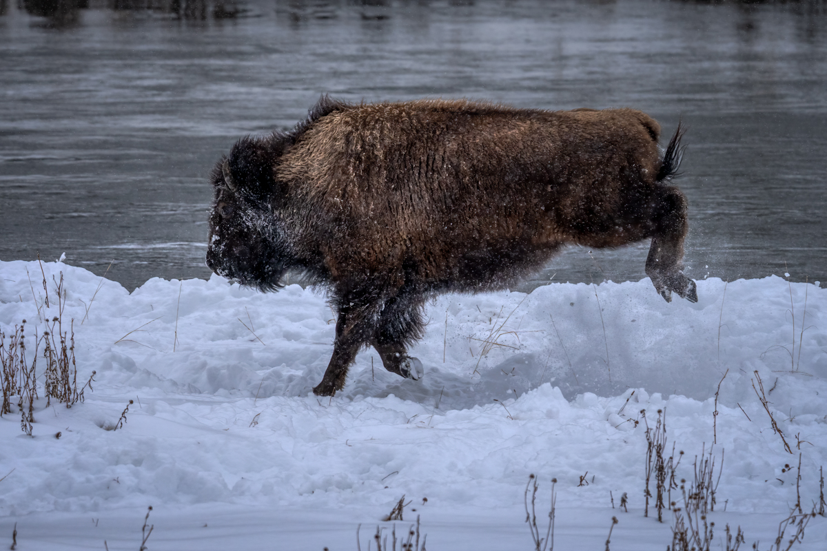Bison -01785-Edit.jpg
