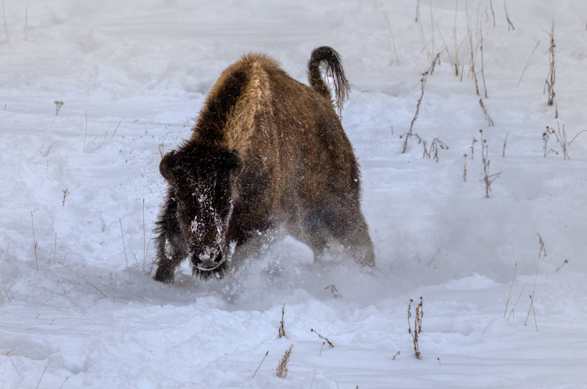 Bison -01953-Edit.jpg