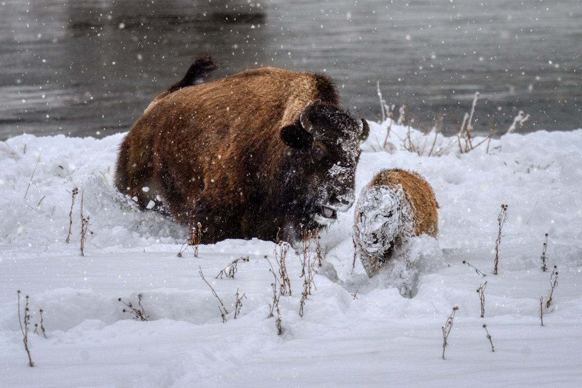 Bison cow chases orphan calf-01618-Edit.png