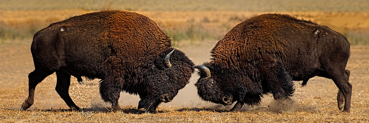 Bisons.jpg
