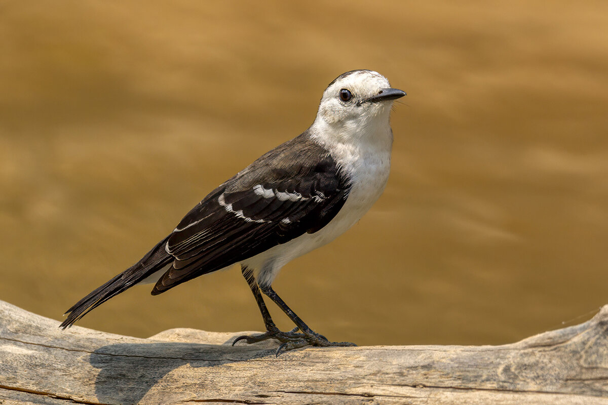 Black-backed Water-Tyrant.jpg