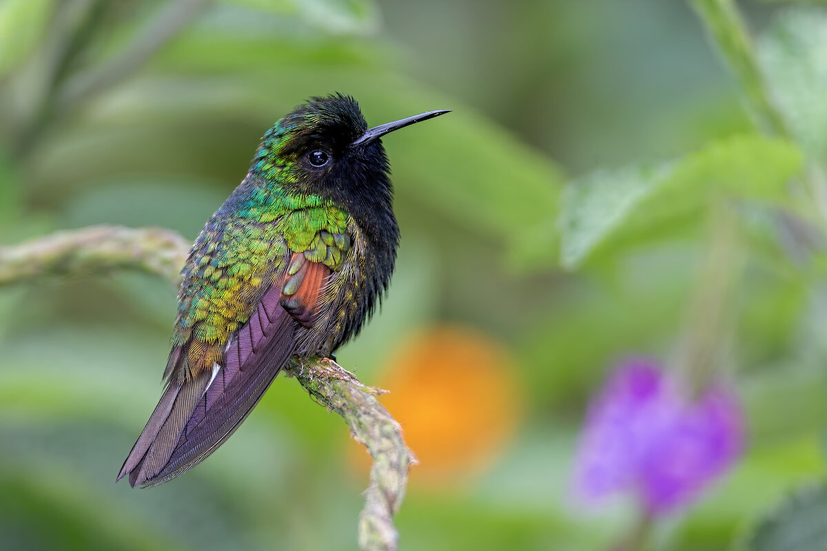Black-bellied hummingbird-691-Edit.jpg