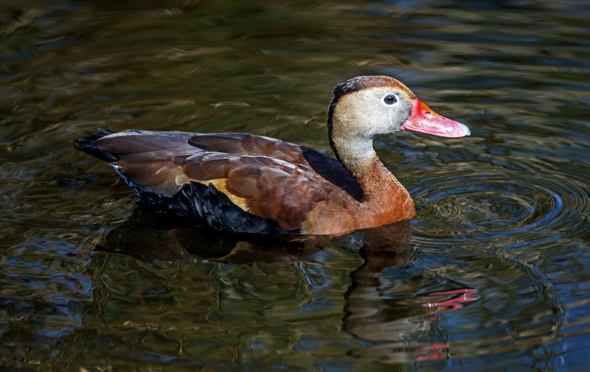 Black-bellied Whistling Duck (1 of 1).jpg