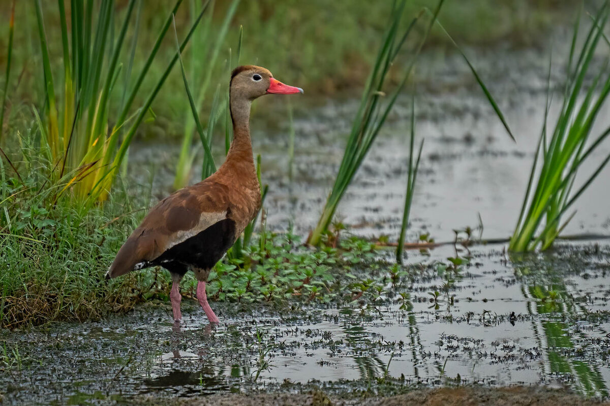 Black-bellied whistling duck-2741-Edit.jpg