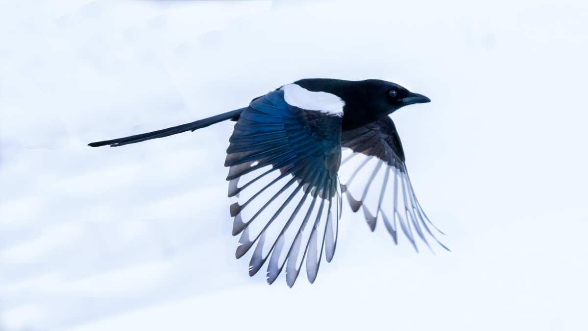 Black-billed magpie-04555-Edit.png