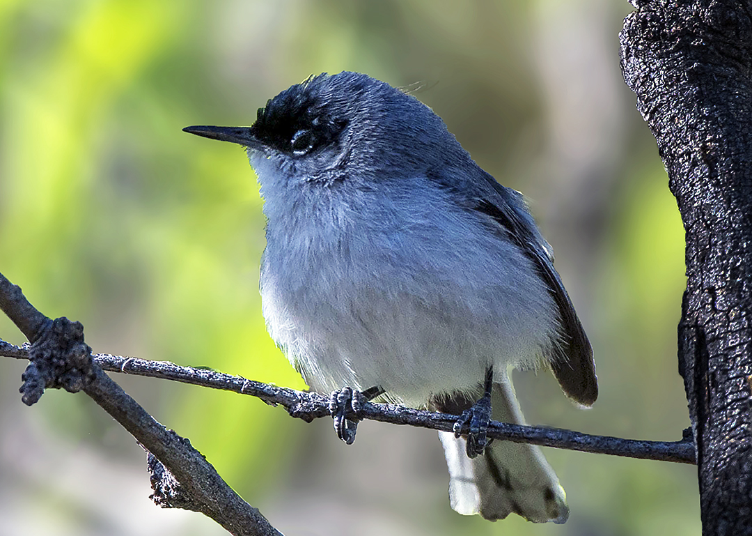 Black-capped Gnatcatcher.jpg