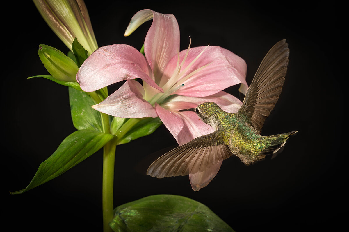 Black-chinned Hummingbird-0101-small.jpg