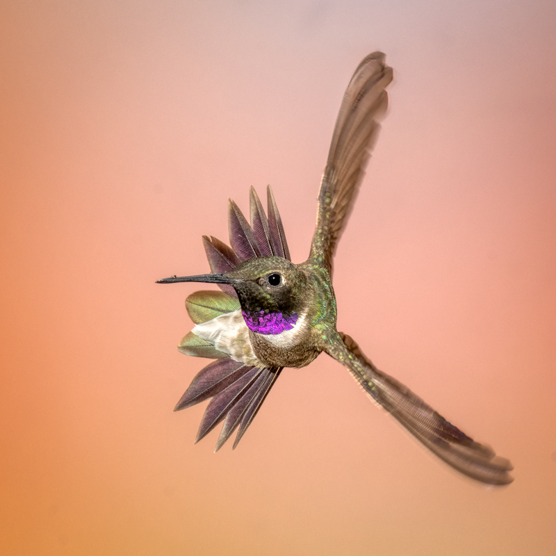 Black-chinned Hummingbird-03663-Edit.png