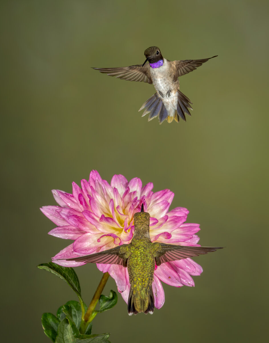Black-chinned Hummingbird-0653-Edit-2.jpg