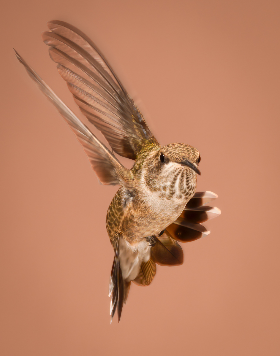 Black-chinned Hummingbird 2719-Edit.jpg
