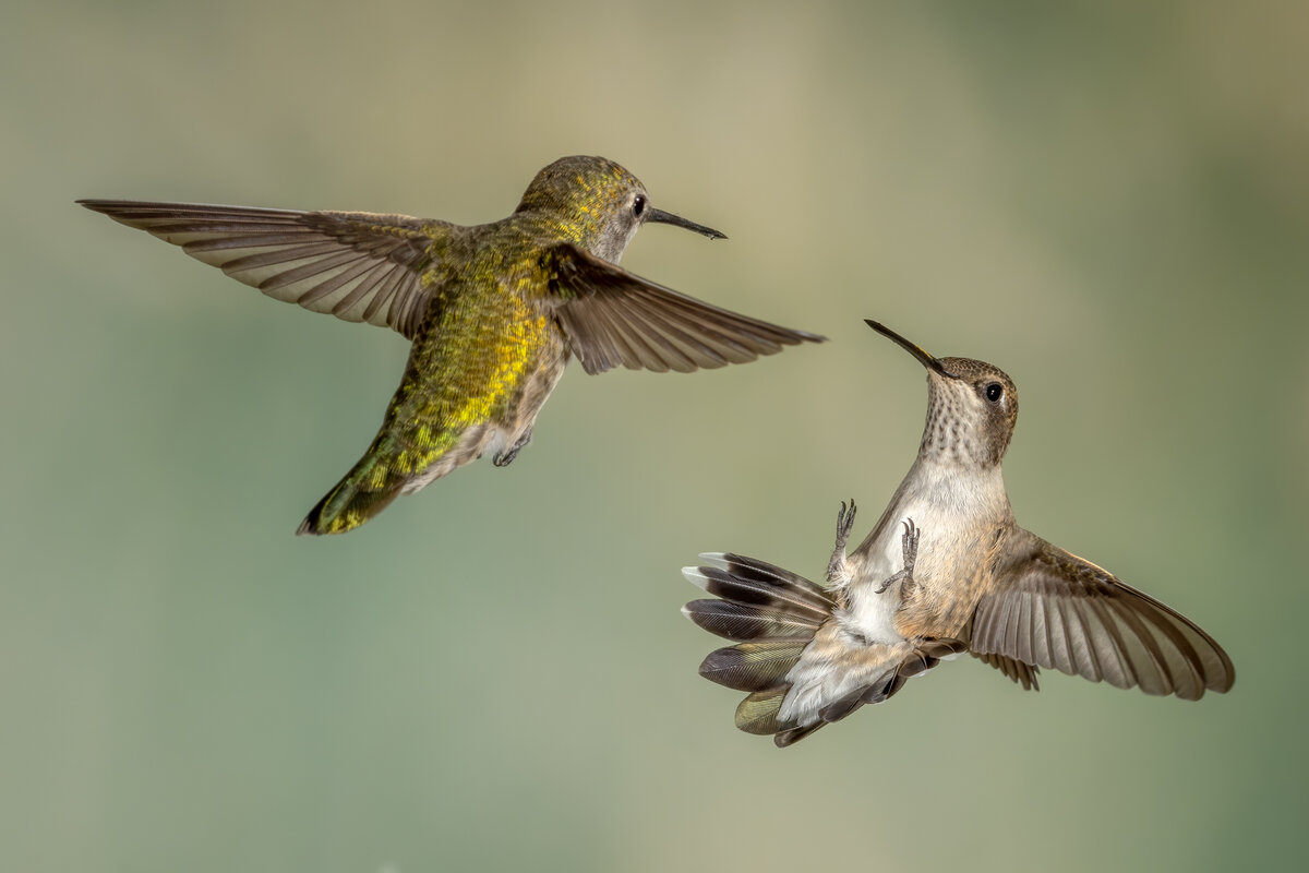 Black-chinned Hummingbird-5873-Edit-2.jpg