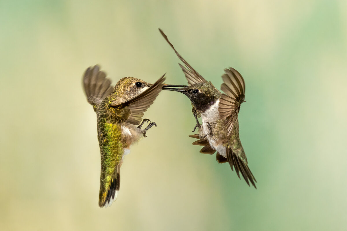 Black-chinned hummingbirds-04922-Edit.jpg