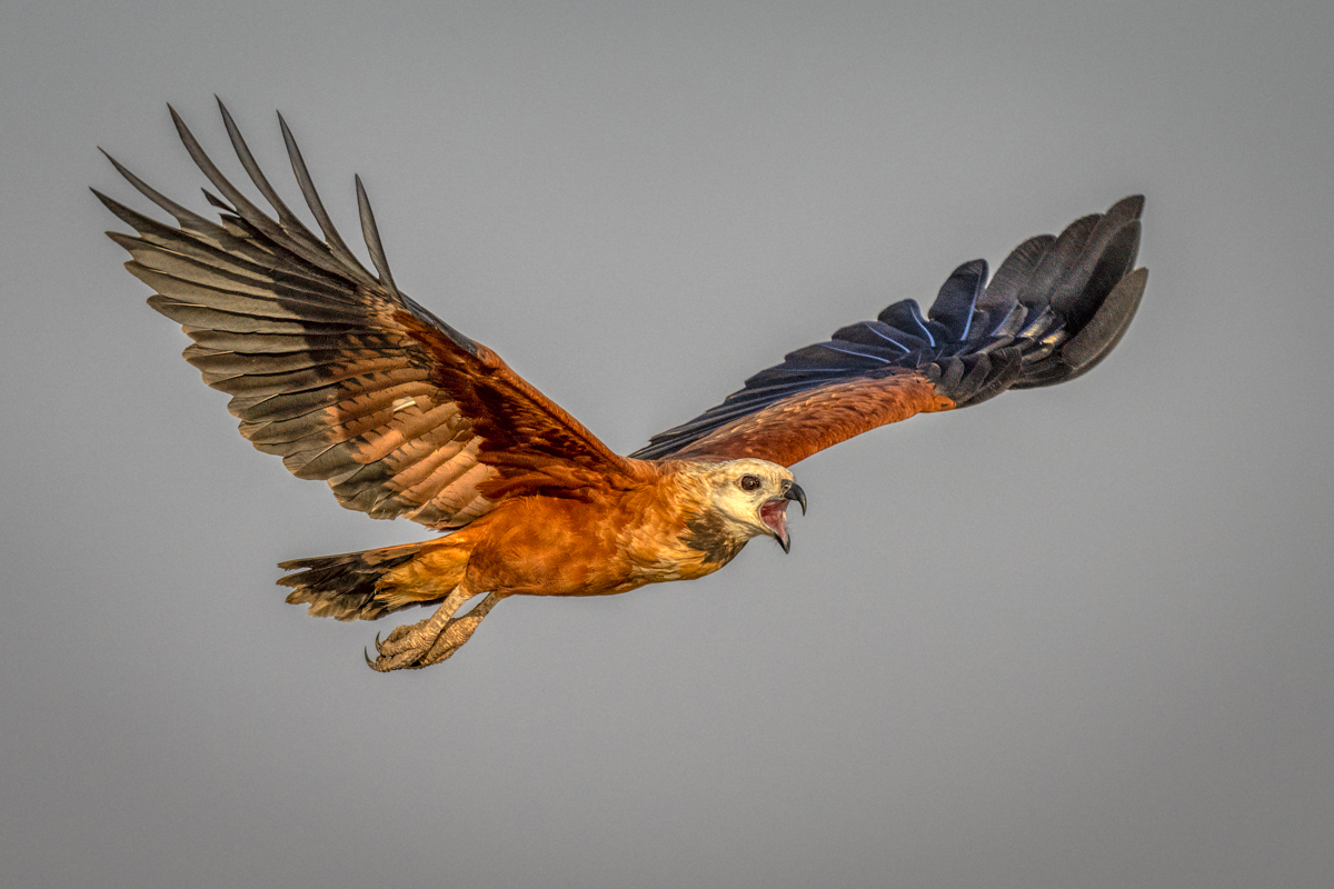 Black-collared Hawk.jpg