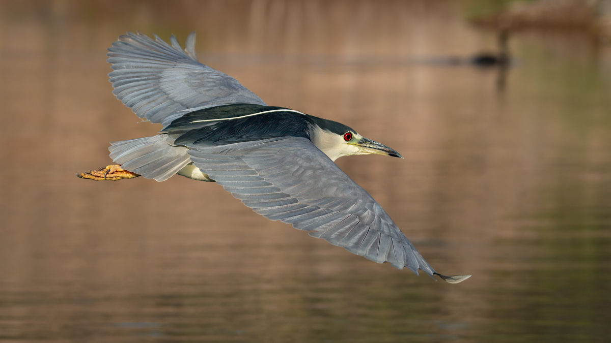 Black-crowned night heron-02102-Edit.jpg