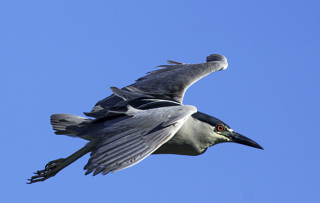Black -crowned Night Heron.jpg