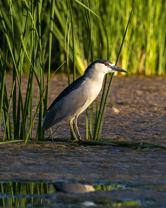 Black-crowned Night Heron.jpg