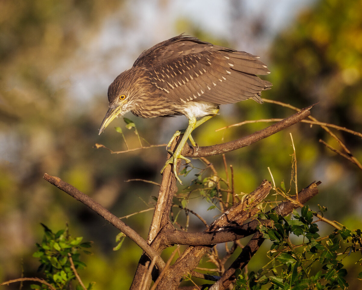 Black-crowned Night-Heron juvenile.jpg