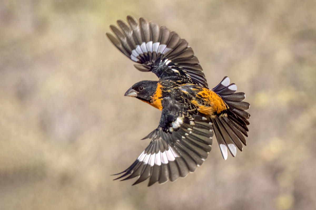 Black-headed grosbeak-08174-Edit.png