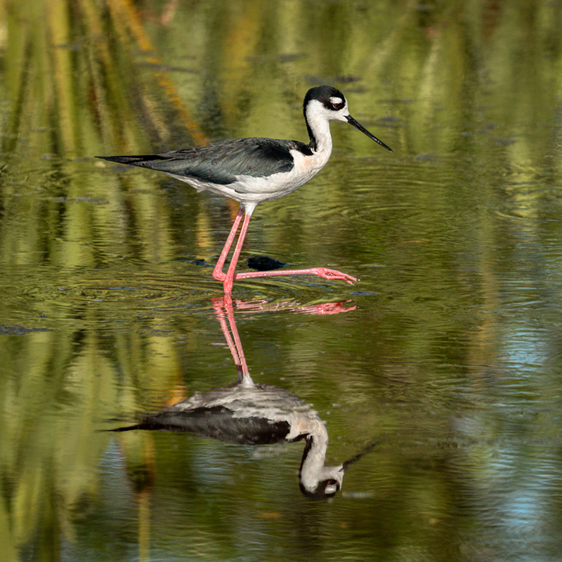 Black-necked stilt-06876-Edit.jpg
