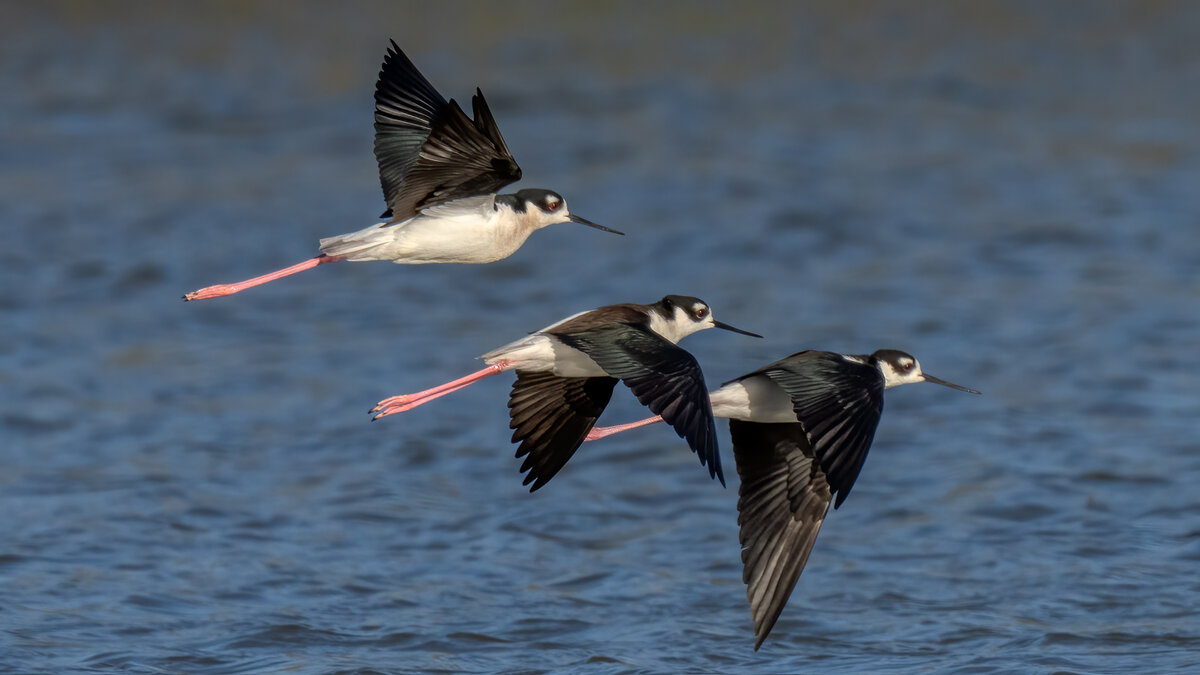 Black-necked stilt-07893-Edit.jpg