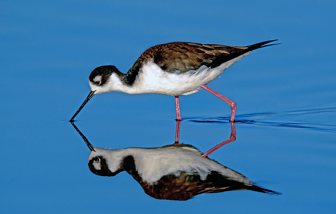 Black-necked Stilt cma.jpg
