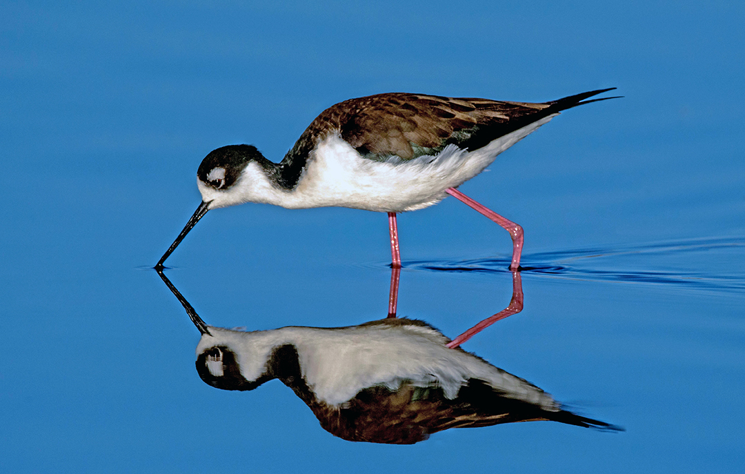 Black-necked Stilt cma.jpg
