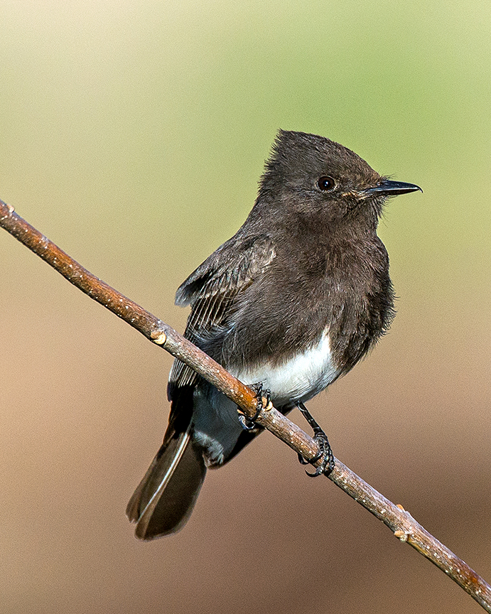 Black Phoebe (1 of 1)-2.jpg