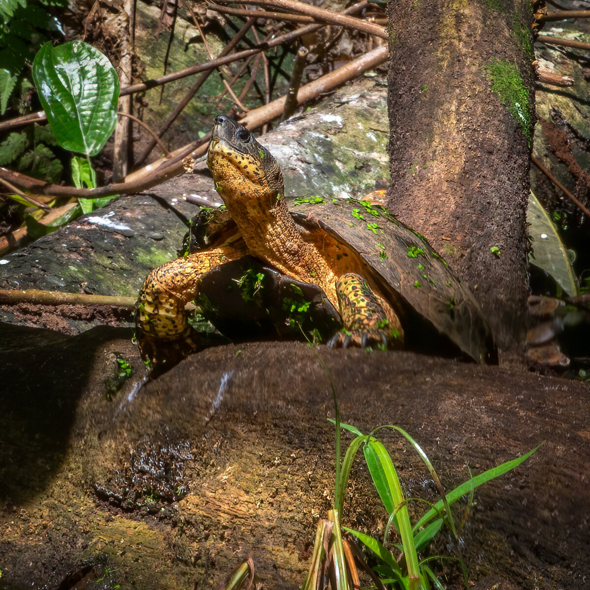 Black River Turtle-282-Edit.jpg