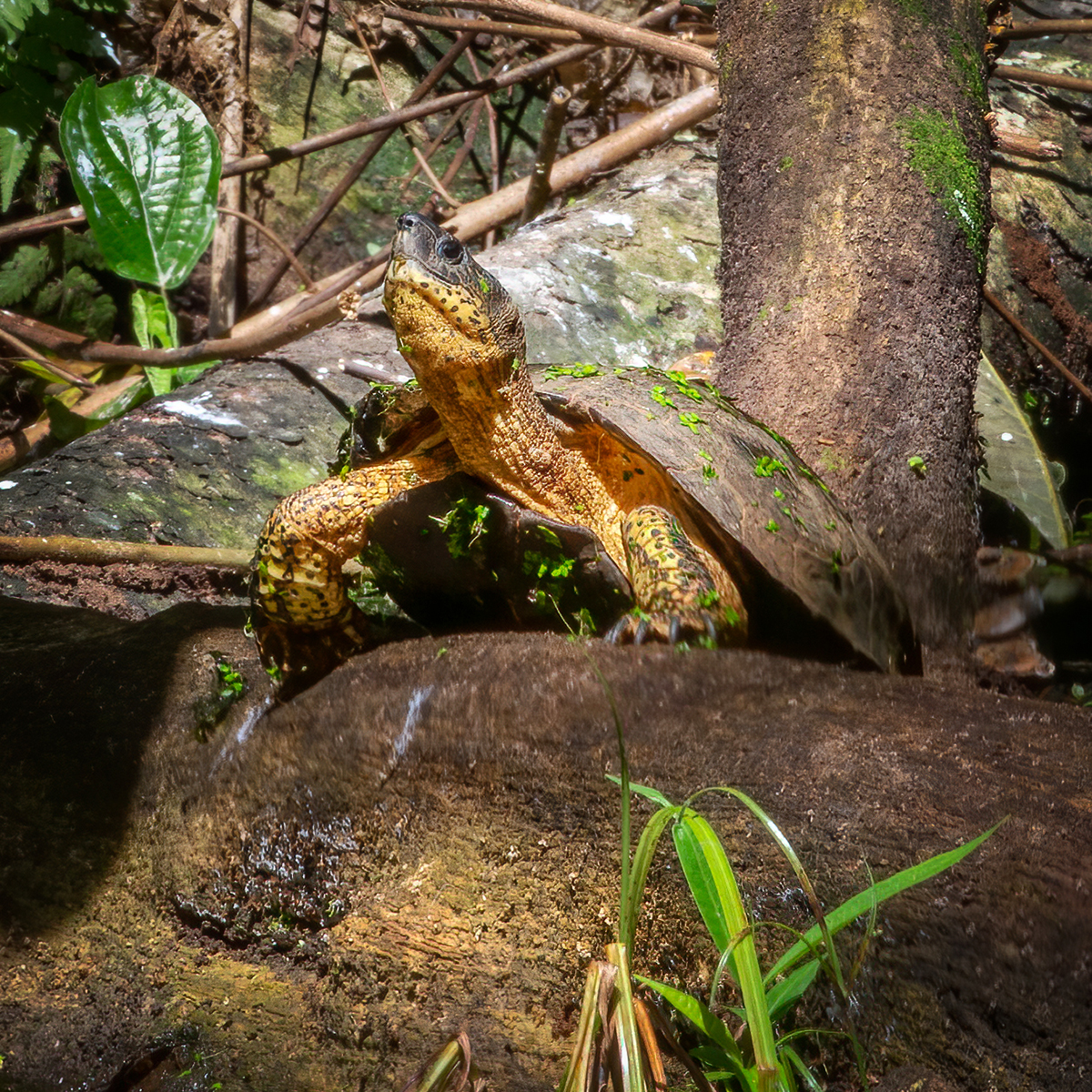 Black River Turtle.jpg