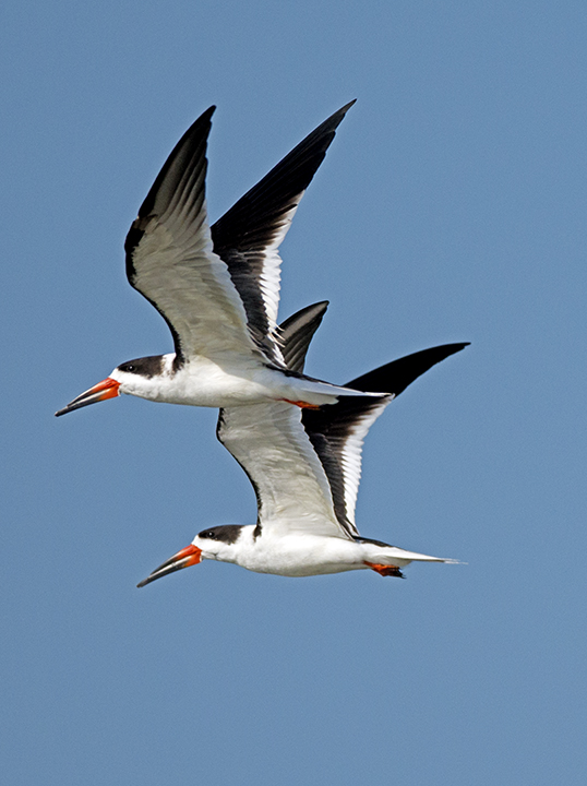 Black Skimmers.jpg