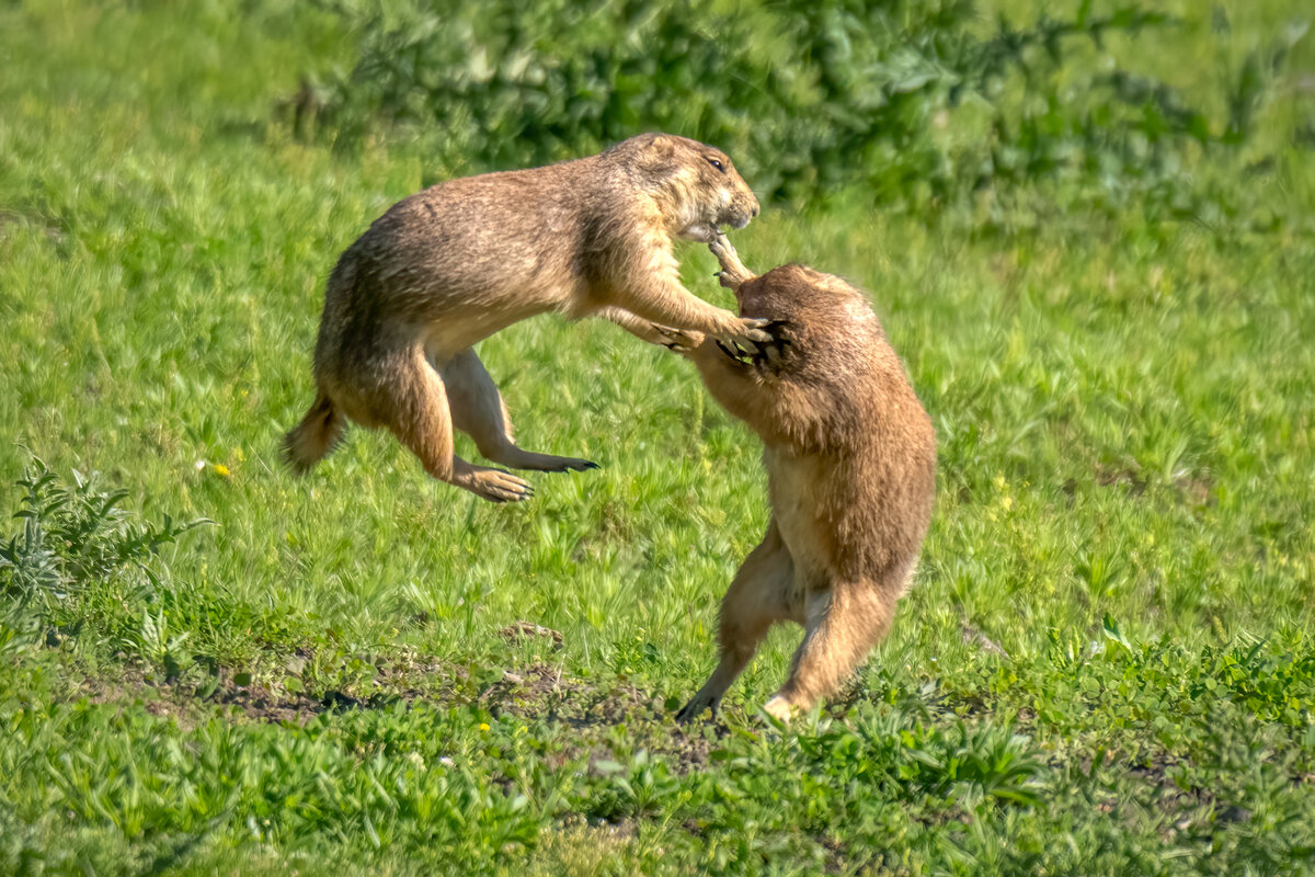 Black-tailed prairie dog-08392-Edit.jpg