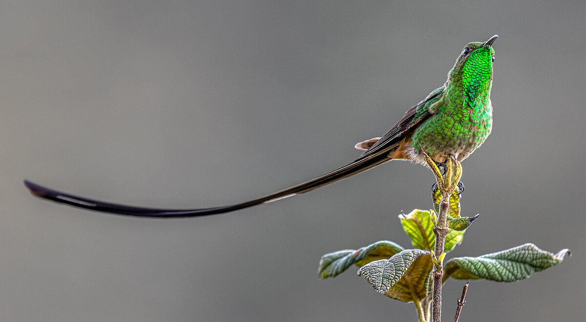 Black-tailed trainbearer.jpg