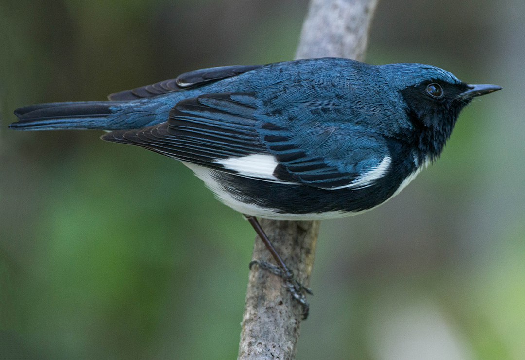 Black-throated Blue Warbler (1 of 1).jpg