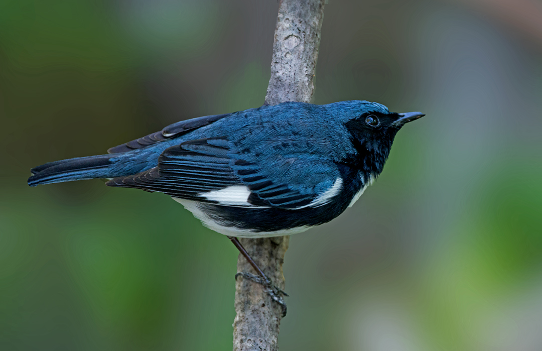Black-throated Blue Warbler.jpg