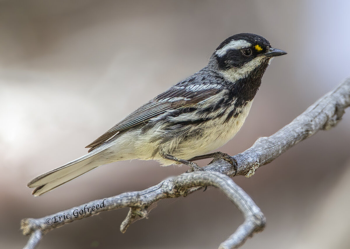Black-throated gray Warbller.jpg