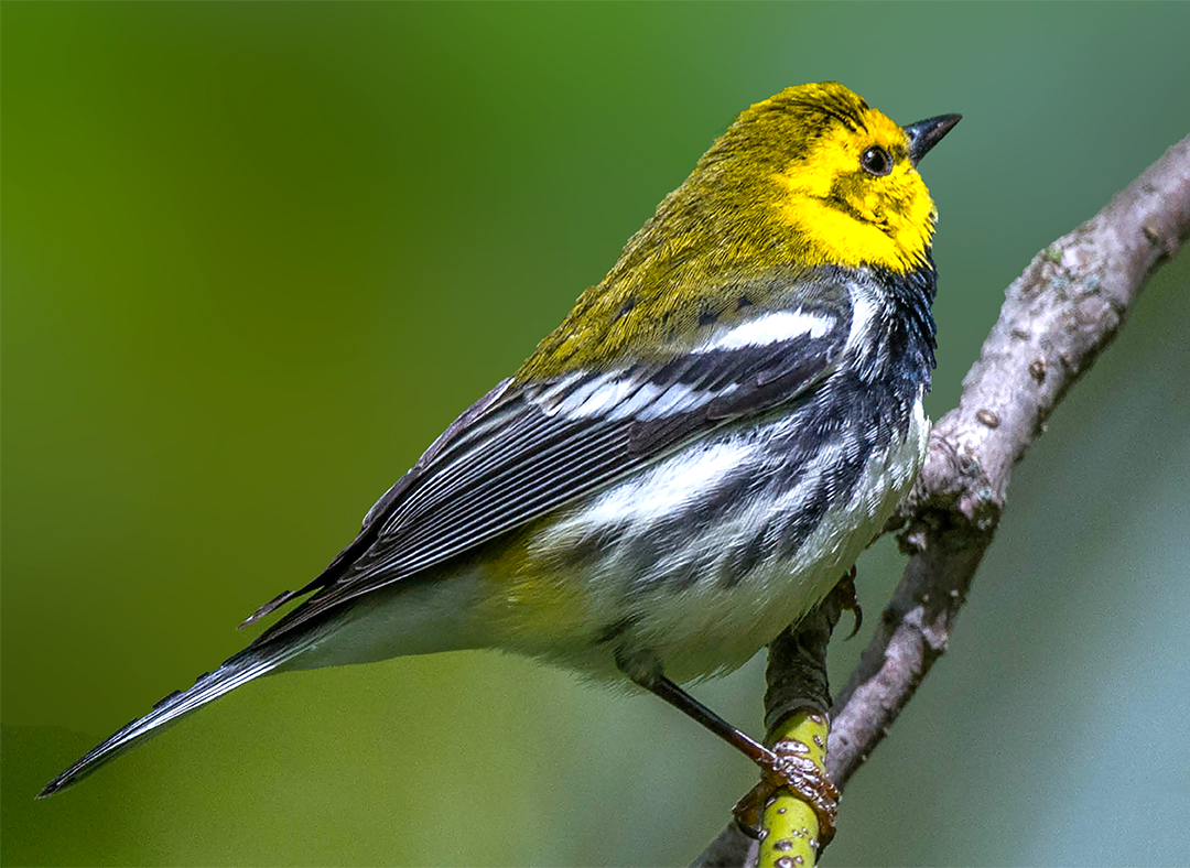 Black-throated Green Warbler.jpg