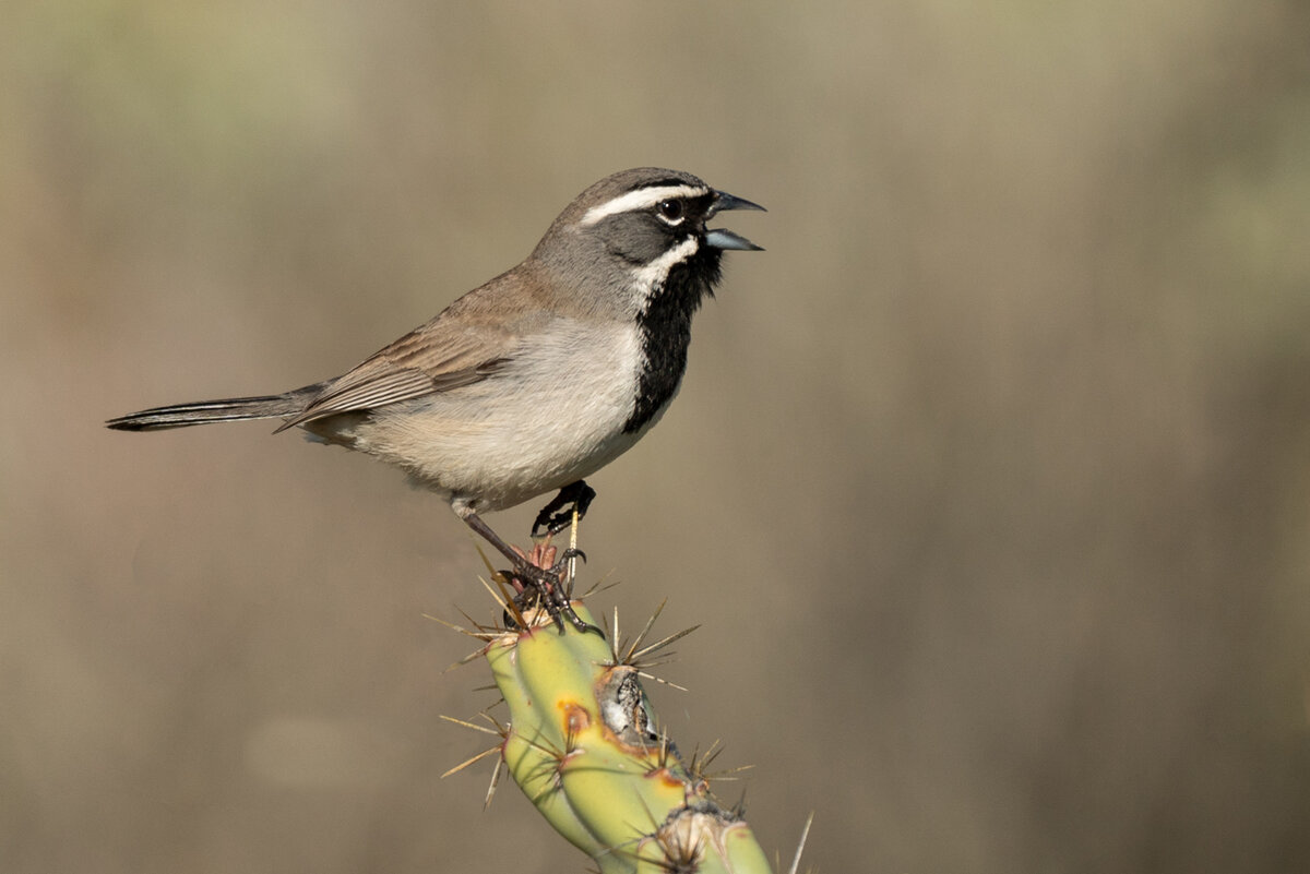 Black-throated sparrow-3342-Edit.jpg