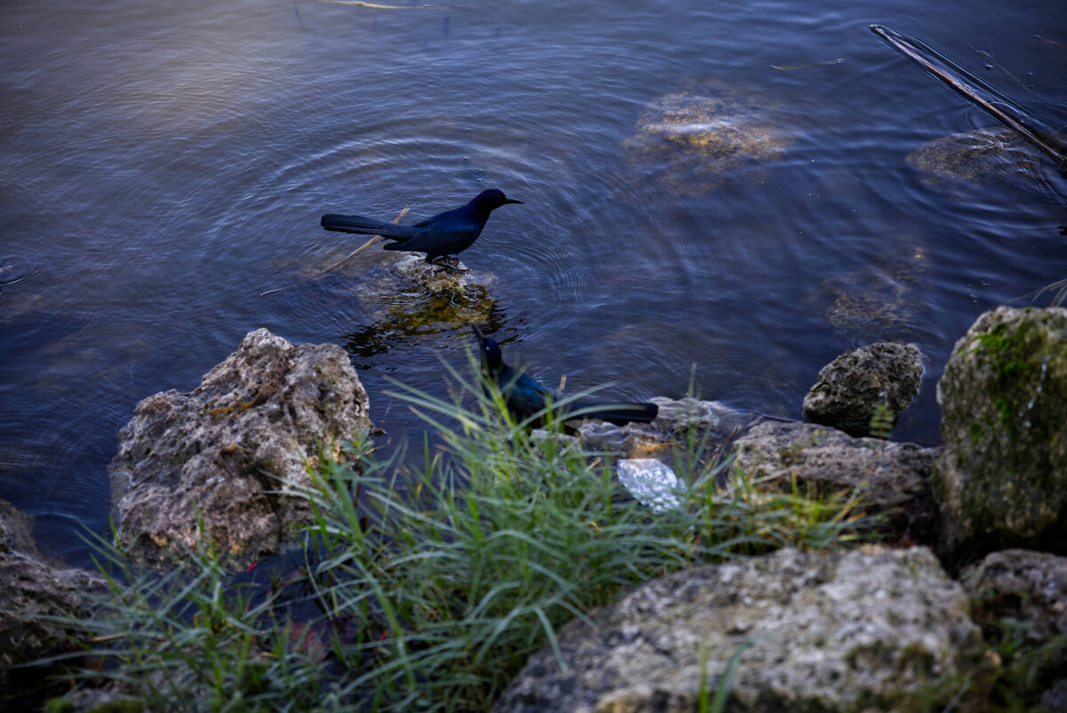 blackbird.jpg