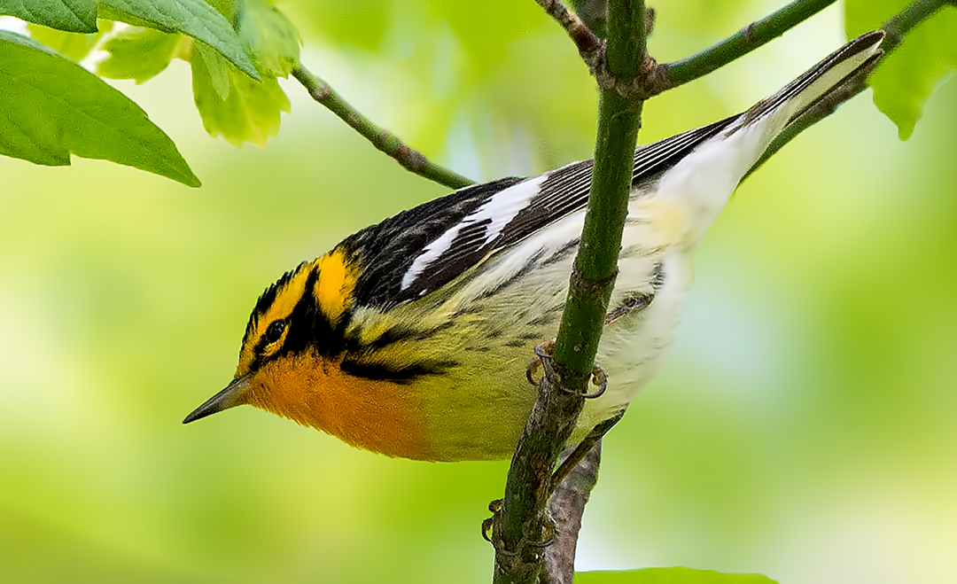 Blackburnian Warbler.jpg