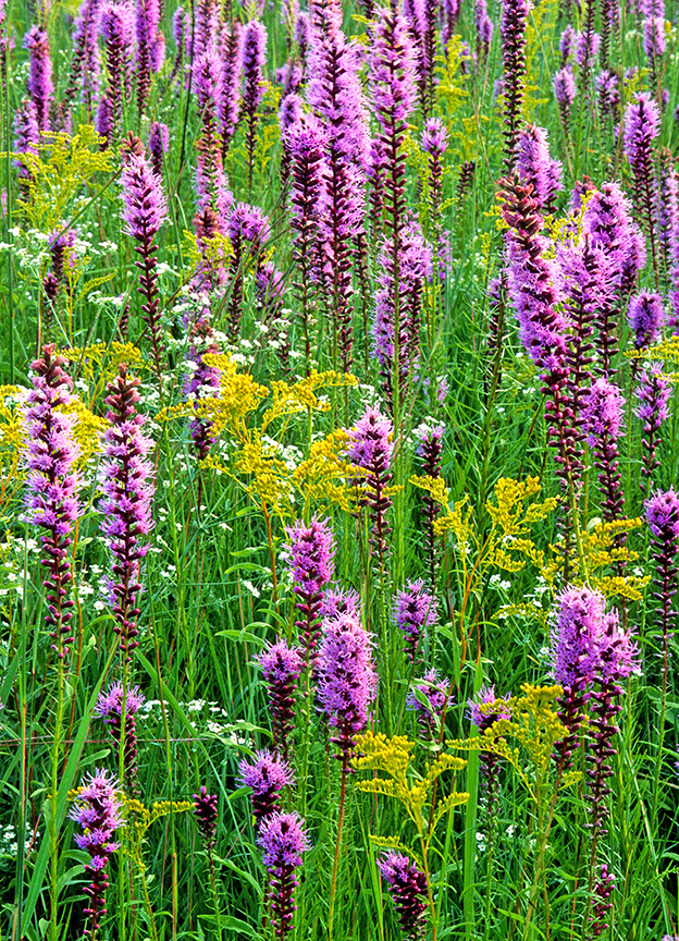 blazing star and goldenrod Gensberg-Markham Prairie.jpg