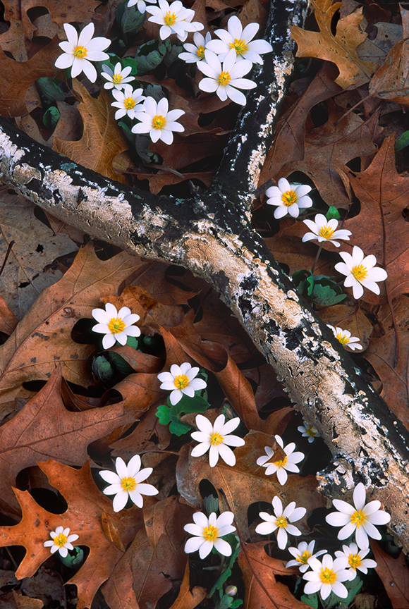 bloodroot and branch.jpg