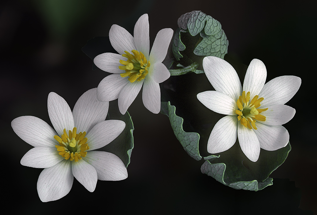 bloodroot horizontal.jpg